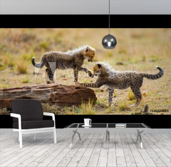 Picture of Cheetah cubs play with each other in the savannah Kenya Tanzania Africa National Park Serengeti Maasai Mara An excellent illustration
